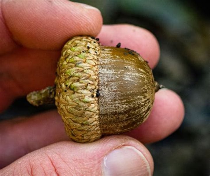 How do I identify oak Shumard?