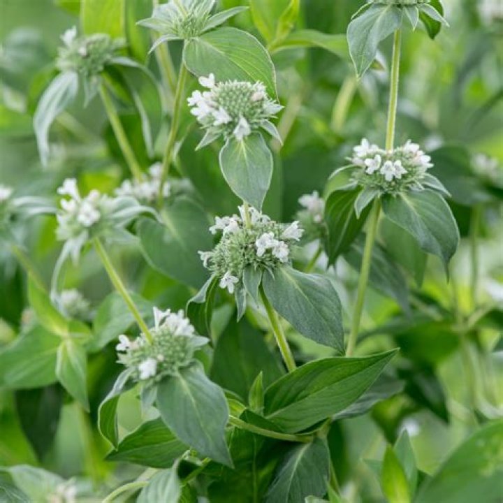 How do you grow Pycnanthemum Muticum?