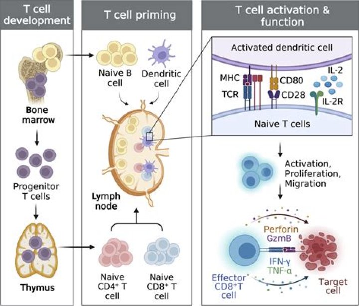 What are the stages of T cell development?