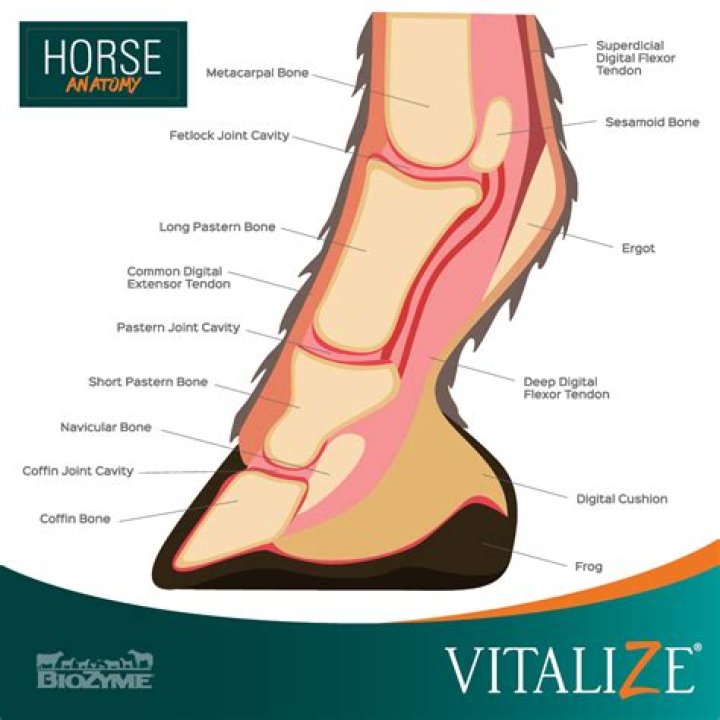 What is a horses hoof slang?