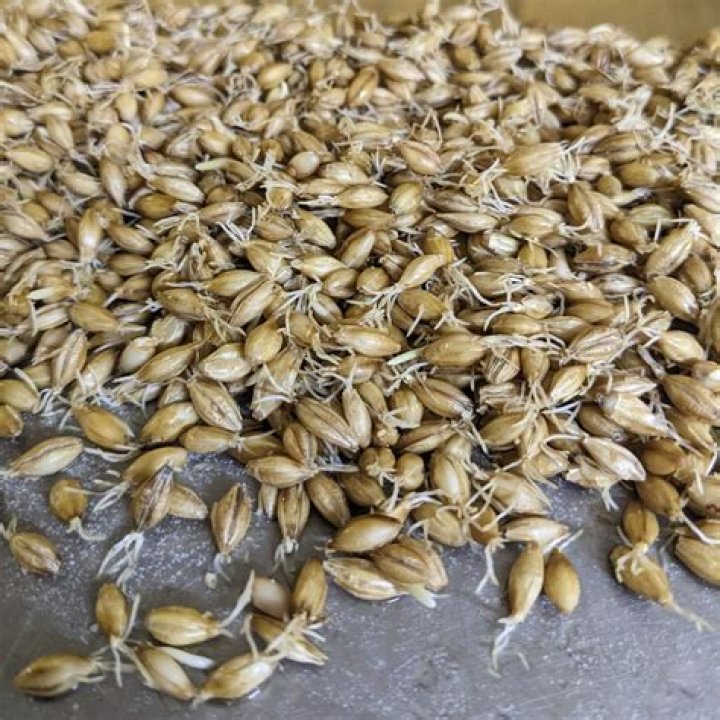 What is Munich malt?