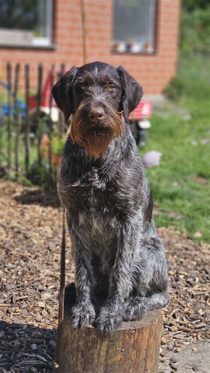 What is the Verein Deutsch-drahthaar?