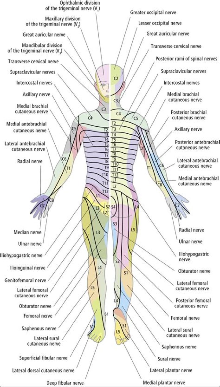 Where are the nerves in your body located?